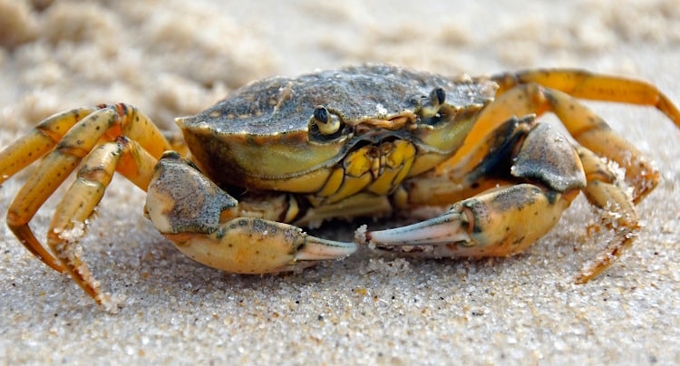 Nordsee coupons mai 2019