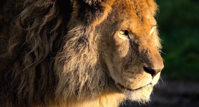 Zoo Safaripark Stukenbrock Gutschein 2 für 1 Coupon Zoo Safaripark Stukenbrock Gutschein 2 für 1 Coupon