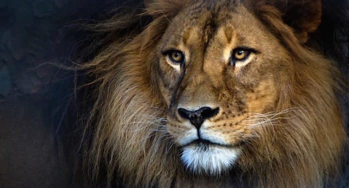 35+ Zoologischer Garten Ticket, Die folgende übersicht listet die