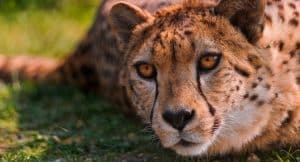 Zoologischer Garten Magdeburg Gutschein 2 für 1 Tickets Rabatt