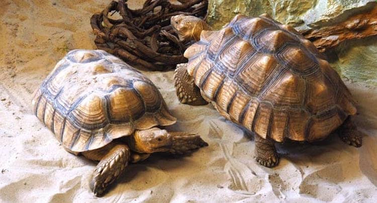 Meeresaquarium Sonneberg Gutschein 2 für 1 Coupon