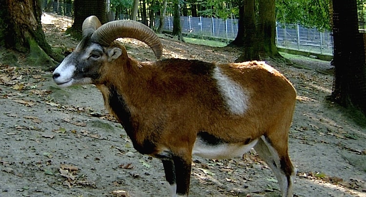 Tierpark Alsdorfer Weiher Gutschein 2 für 1 Coupon Ticket ...