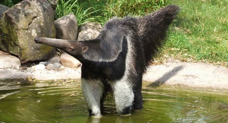Zoo Dortmund Gutschein 2 für 1 Coupon