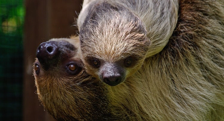 Zoo Heidelberg Gutschein 2 für 1 Coupon