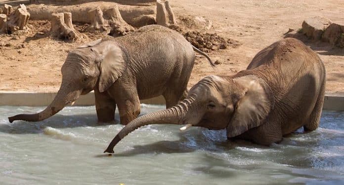 Zoologischer Garten Halle Gutschein 2 für 1 Coupon Tickets Rabatt
