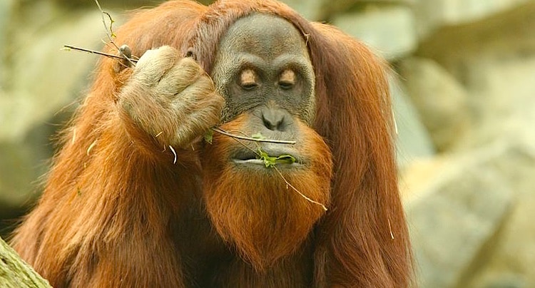 Zoologischer Garten Neunkirchen Gutschein 2 Fur 1 Coupon Rabatt