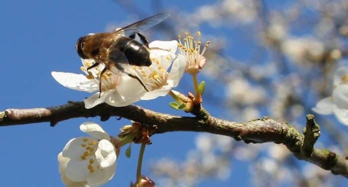 BUND Bienenrettungspaket