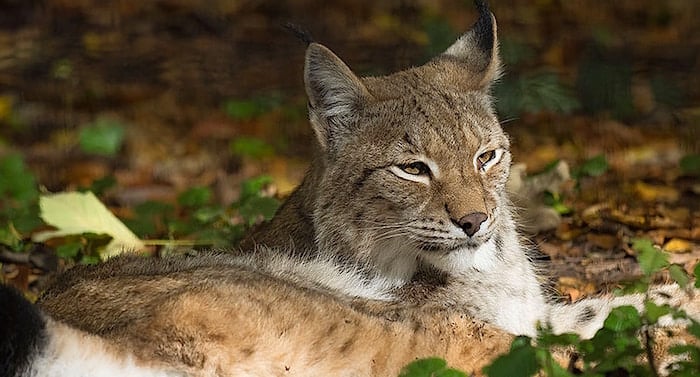 Tiergehege am Kaisergarten Gutschein 2 für 1 Coupon Ticket