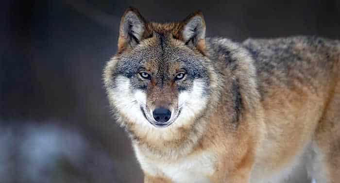 Tierpark Perleberg vermisst mal wieder einen Wolf