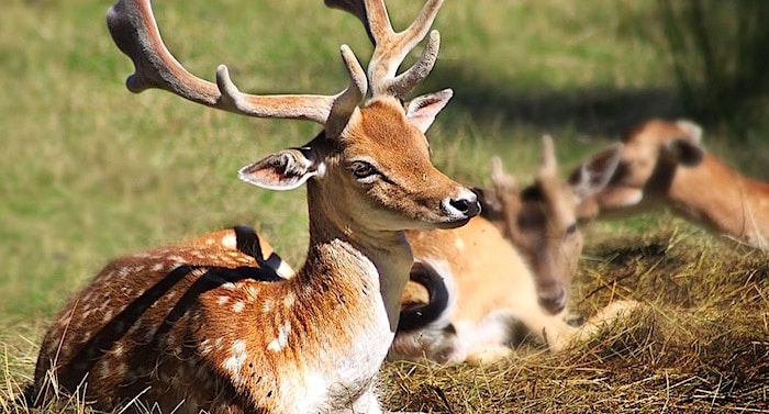 Tierpark Plettenberghof Gutschein 2 Fur 1 Coupon Ticket Mit Rabatt Tierpark Plettenberghof Gutschein 2 Fur 1 Coupon Ticket Mit Rabatt