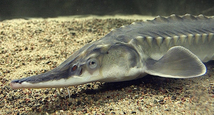 Aquarium an der Elbtal-Scheune Gutschein 2 für 1 Coupon