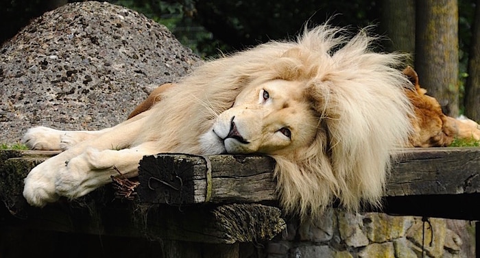 Tier- und Freizeitpark Thüle Gutschein 2 für 1 Coupon