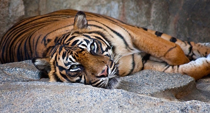 Tierpark Berlin Gutschein 2 für 1 Coupon