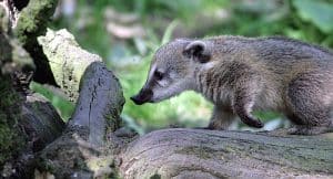 Tierpark Hagenbeck Gutschein 2 für 1 Coupon Tickets mit Rabatt