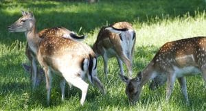 Wildpark Englischer Garten Eulbach Gutschein 2 für 1 Rabatt