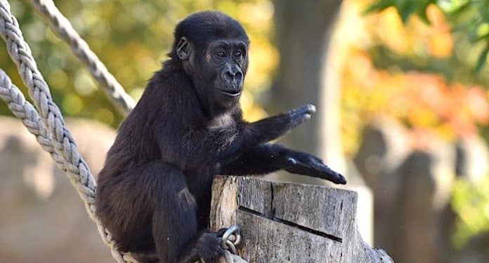 Zoo Krefeld Gutschein 2 für 1 Coupon Zoo Krefeld Gutschein 2 für 1 Coupon