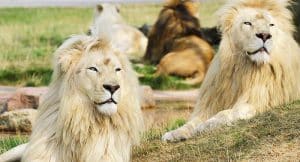 Zoo Safaripark Stukenbrock Gutschein 2 für 1 Tickets mit Rabatt