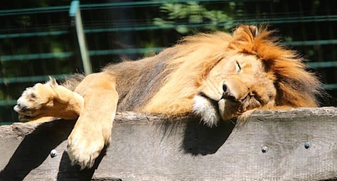 Zoologischer Garten Eberswalde Gutschein 2 für 1 Tickets Rabatt