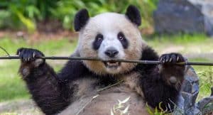 ZOO BERLIN Gutschein 2 für 1 Coupon Tickets mit Rabatt