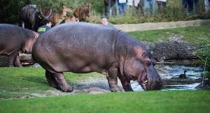 ZOO BERLIN Gutschein 2 für 1 Coupon Tickets mit Rabatt