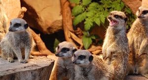 Zoologischer Garten Magdeburg Gutschein 2 für 1 Tickets Rabatt