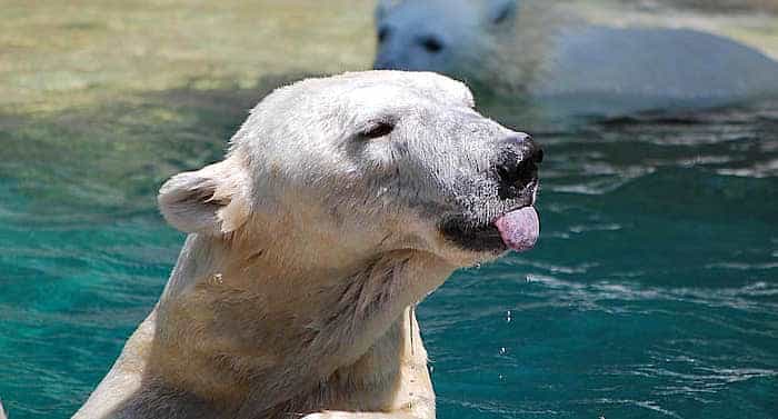 Zoo am Meer: Taucher treffen auf Eisbären