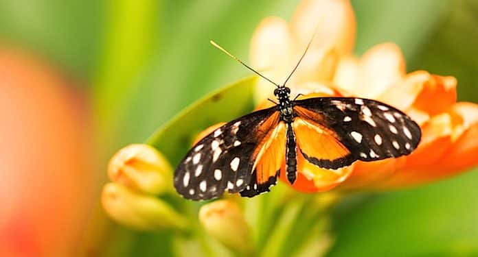 Alaris Schmetterlingspark Gutschein Alaris Schmetterlingspark Gutschein