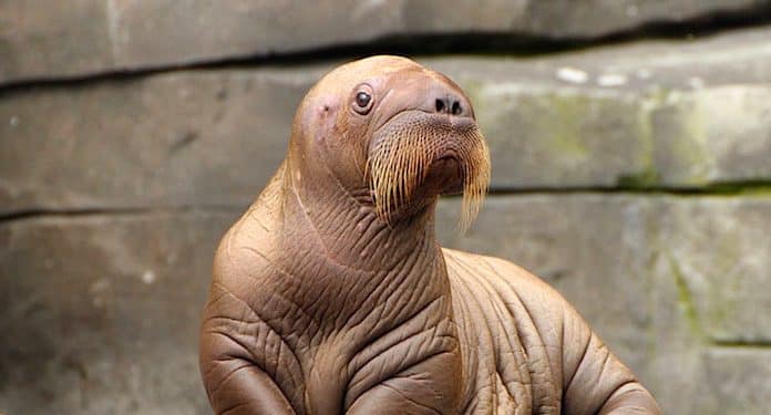 Tierpark Hagenbeck Tierpark Hagenbeck