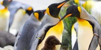 Zoo Pinguin