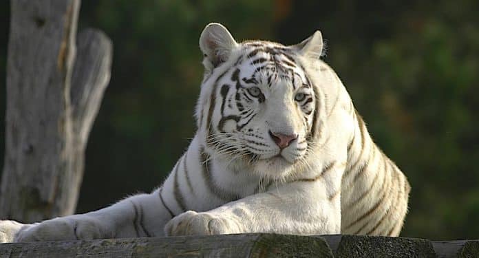 Zoo Safaripark Stukenbrock Rabatt Gutschein Coupon