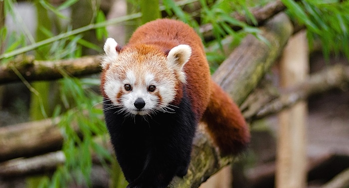 Aachener Tierpark Euregiozoo: Pandas auf Spritztour