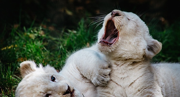 Tier- und Freizeitpark Thüle: Löwenbabys haben Namen