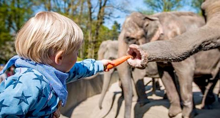 Tierpark Hagenbeck: 100 Kilo Nachwuchs bei Elefanten