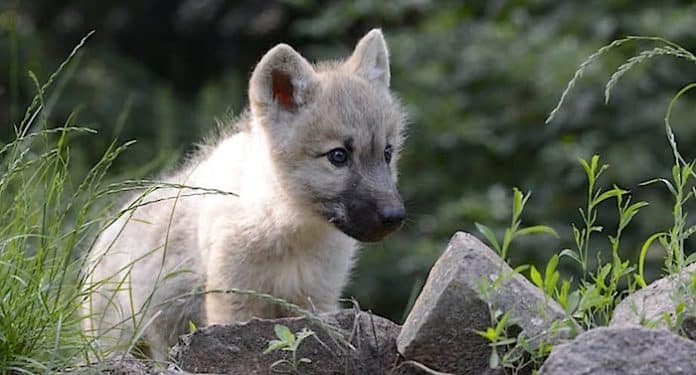 Tierpark Petersberg Sucht Tierpaten Fur Sechs Schone Wolfe