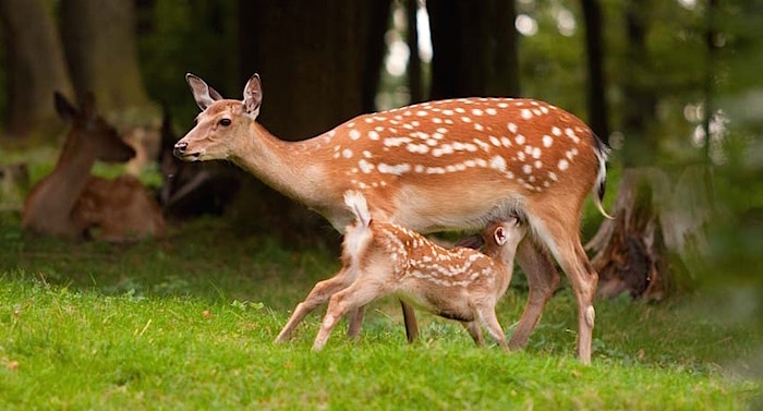 Wildparadies Tripsdrill Gutschein