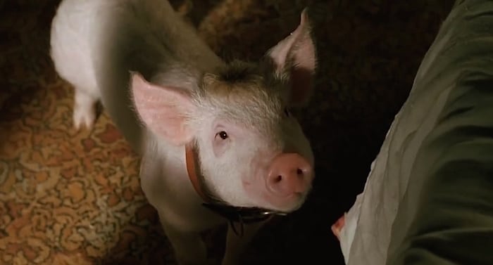 Geschenk für Kinder: Schweinefibel kostenlos bestellen