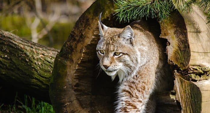 Tierpark Haag Tierpark Haag