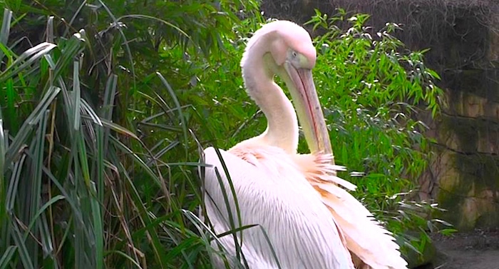 Tierpark Hagenbeck: Pelikan auf Abwegen