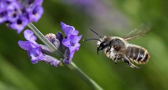 Buch Die Erforschung Der Bienen Kostenlos Als Geschenk Bestellen