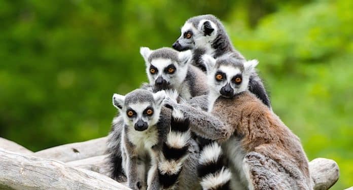 Tierpark Sababurg Gutschein Gewinnspiel Tierpark Sababurg Gutschein Gewinnspiel