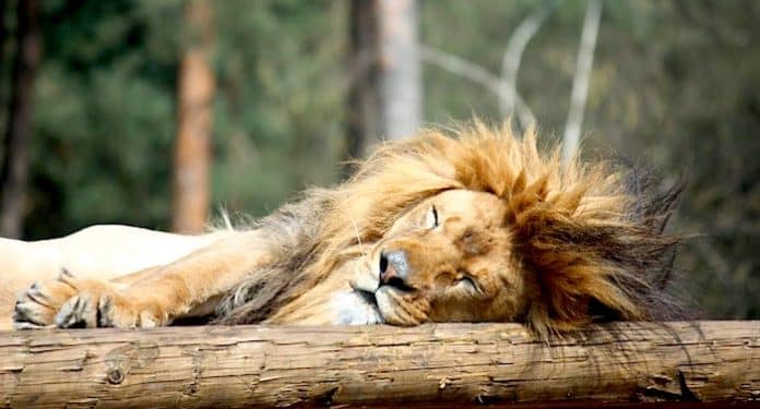 Zoo Safaripark Stukenbrook Gutschein Zoo Safaripark Stukenbrook Gutschein