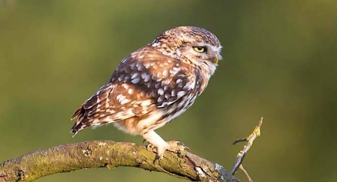 Natur- und Wildpark Waschleithe Natur- und Wildpark Waschleithe