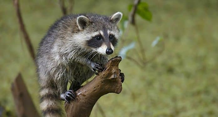 Tierpark Gettorf Tierpark Gettorf