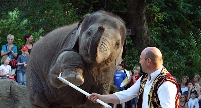 Tierpark Hagenbeck: Elefantenbaby auf „Santosh“ getauft