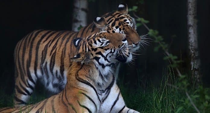 Walter Zoo Sibirische Tiger Walter Zoo Sibirische Tiger