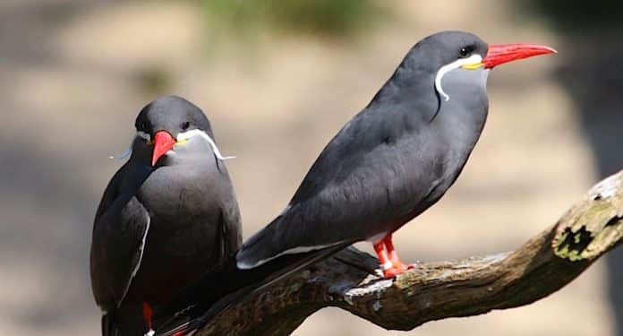Weltvogelpark Walsrode Weltvogelpark Walsrode