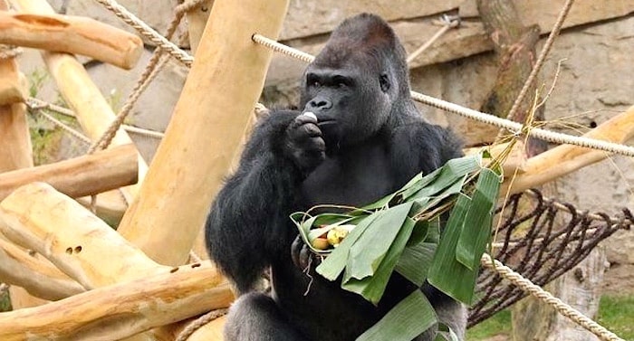 Zoo Berlin: Gorilla Ivo muss nach Saarbrücken