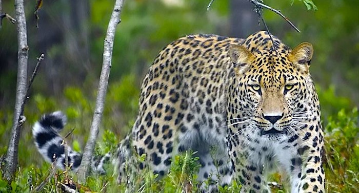 Tierpark Cottbus Leopard
