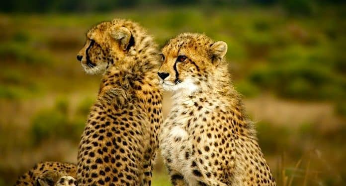 Zoo Safaripark Stukenbrock Geparden Zoo Safaripark Stukenbrock Geparden