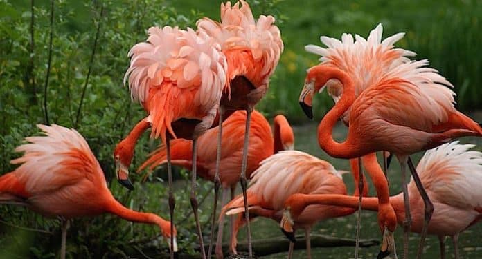 Zoo Schwerin Gutschein Zoo Schwerin Gutschein